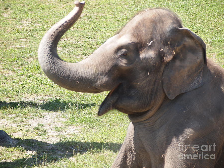 Elephant smiling Photograph by Jennifer Craft - Fine Art America