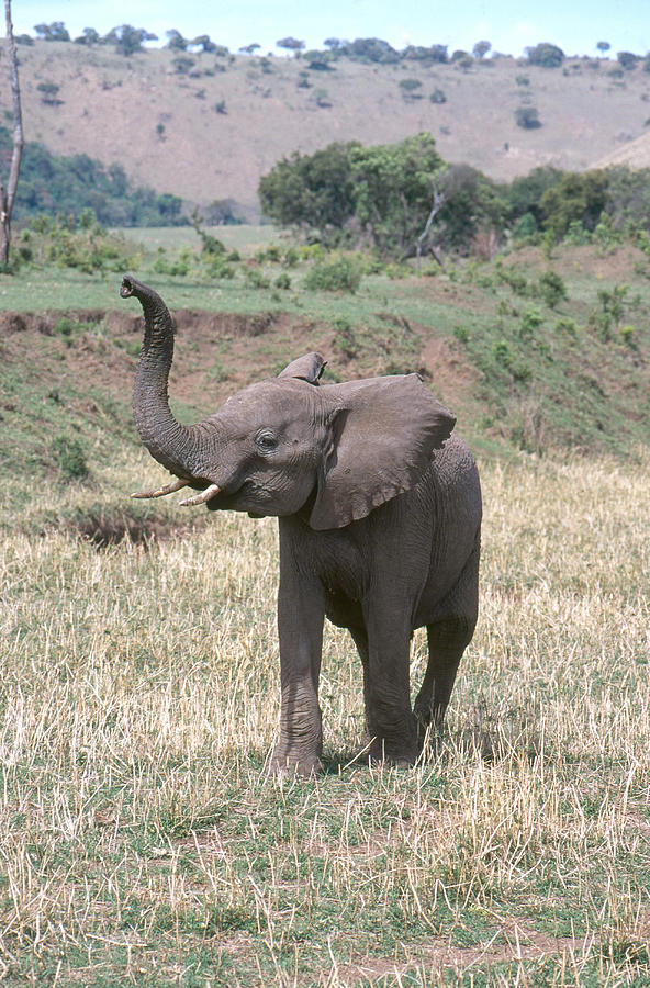 Elephant Sniffing Photograph by Charles Angelo