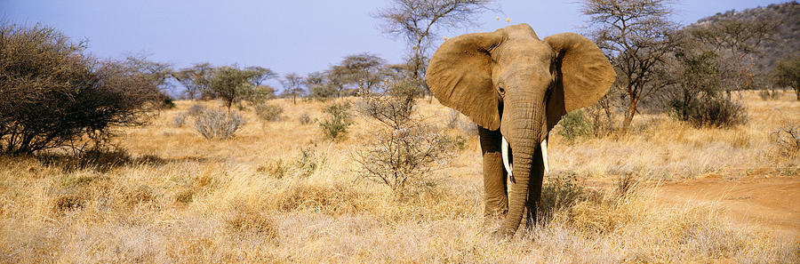 Elephant Photograph - Elephant, Somburu, Kenya, Africa by Panoramic Images