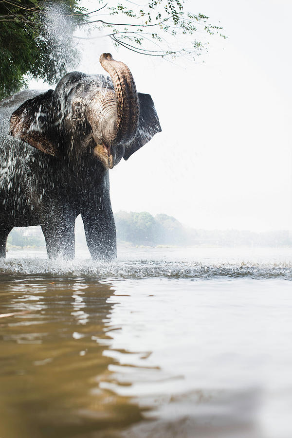 Elephant Squirting Water In River Photograph by Gary John Norman