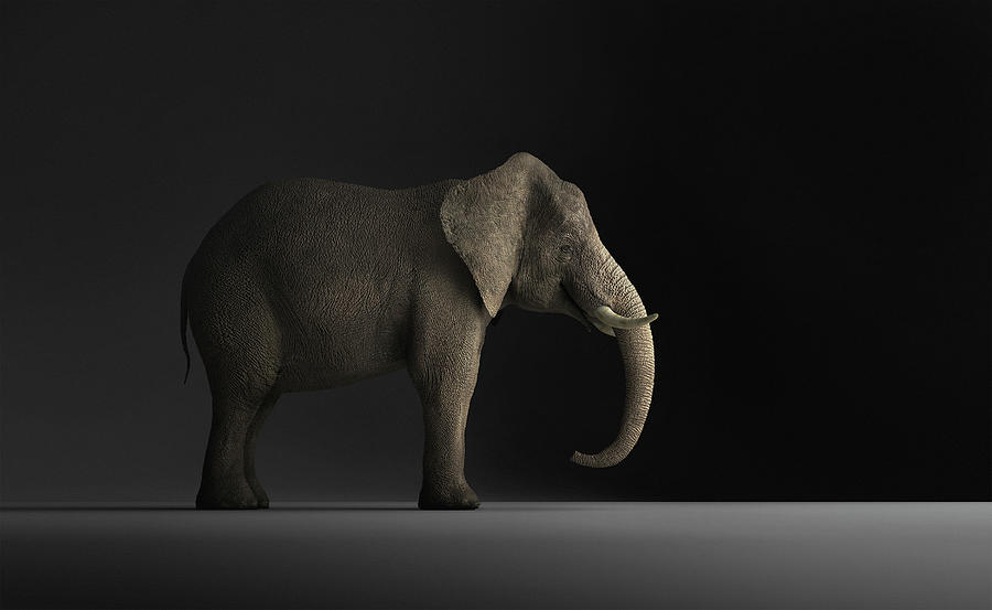 Elephant Standing Indoors Photograph by Chris Clor