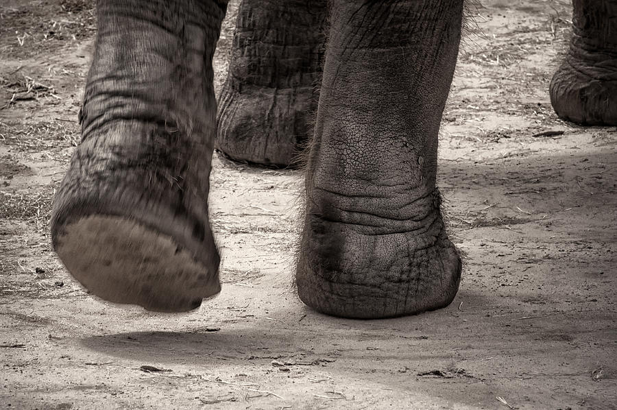 Elephant Steps Photograph by Joan Herwig