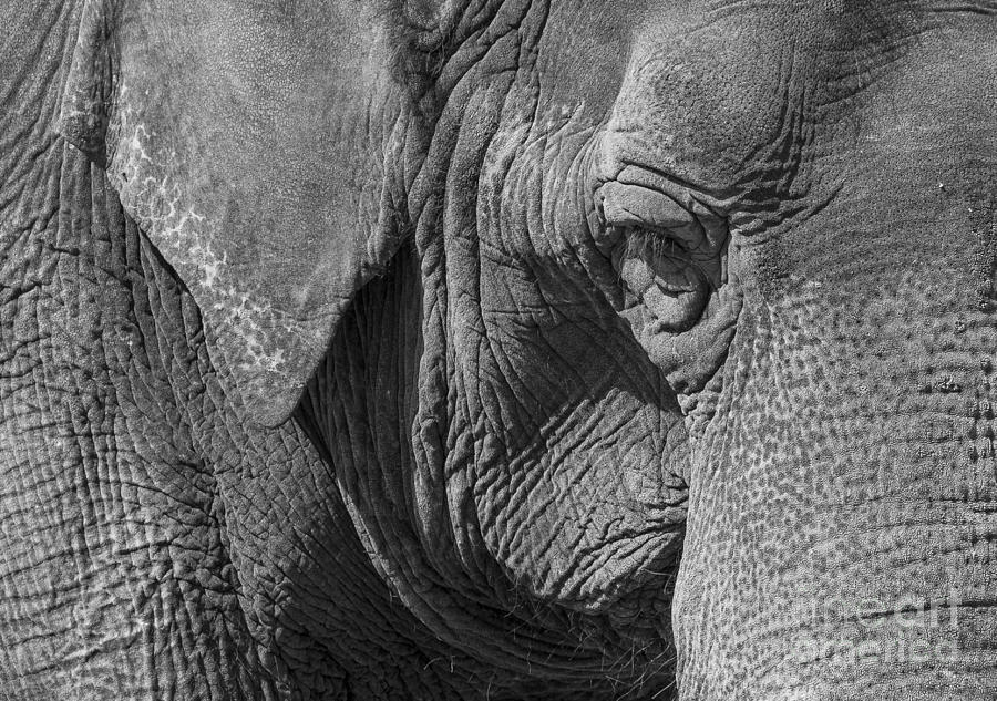 Elephant Photograph by Steven Ralser