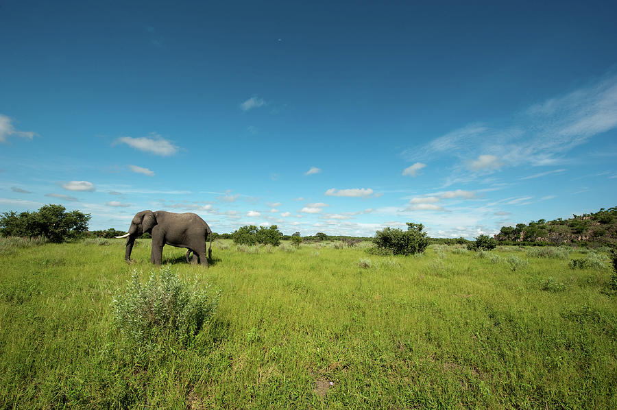 Elephant Photograph by Stevenallan