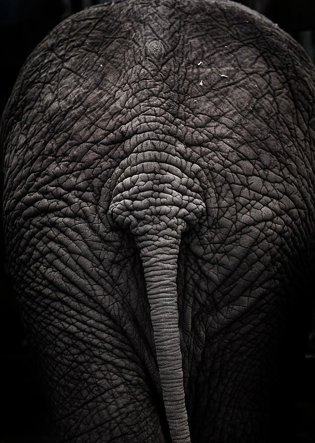 Elephant Tail Photograph by Ryan Heffernan - Fine Art America