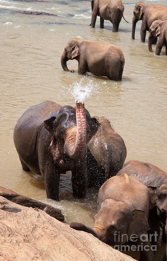 Elephant Photograph - Elephant takes a shower by Jane Rix