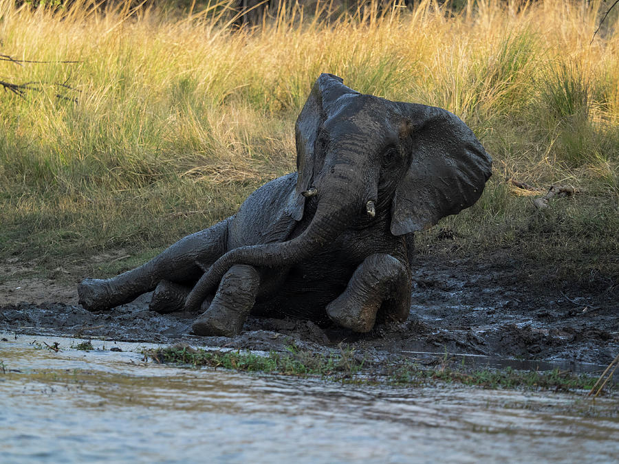 Elephant Taking Mud Bath Zambezi Photograph By Panoramic Images Fine Art America