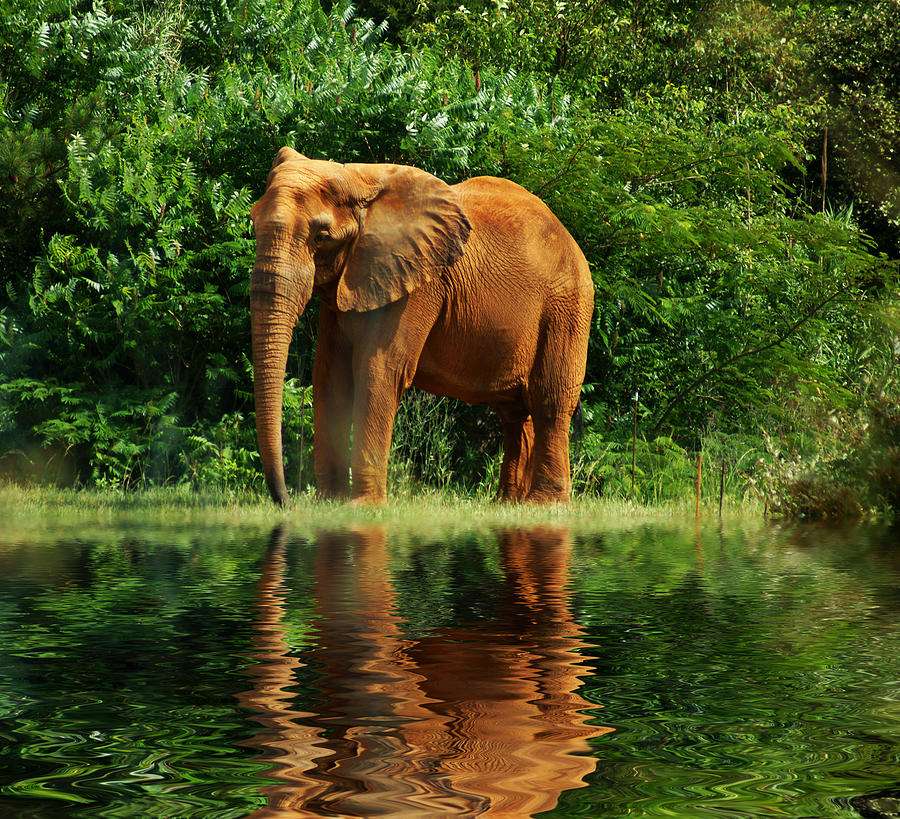 Elephant Photograph - Elephant The Giant by M Three Photos