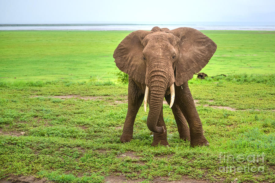 Nature Photograph - Elephant by Tomaz Kunst