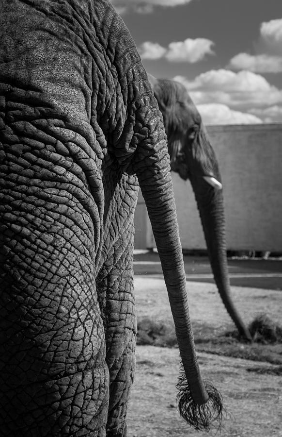 Elephant Trunk and Tail Photograph by Michael Molumby