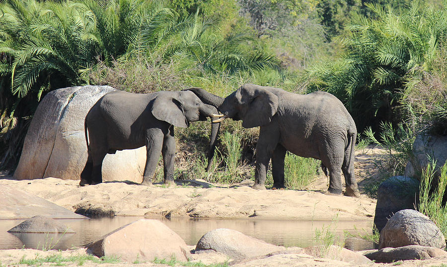 Elephant Trunk Hug Photograph By Christy Cox Fine Art America