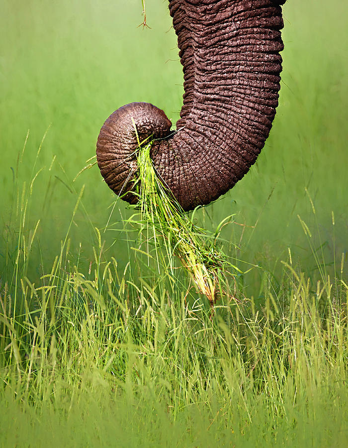 Elephant Trunk Pulling Grass Photograph