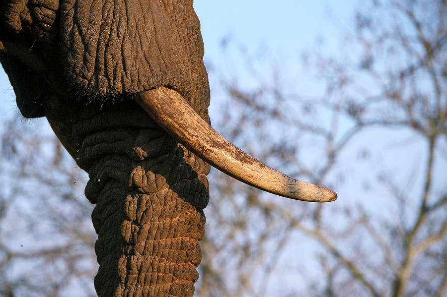 Elephant Tusk Photograph by Dr P. Marazzi/science Photo Library - Fine ...