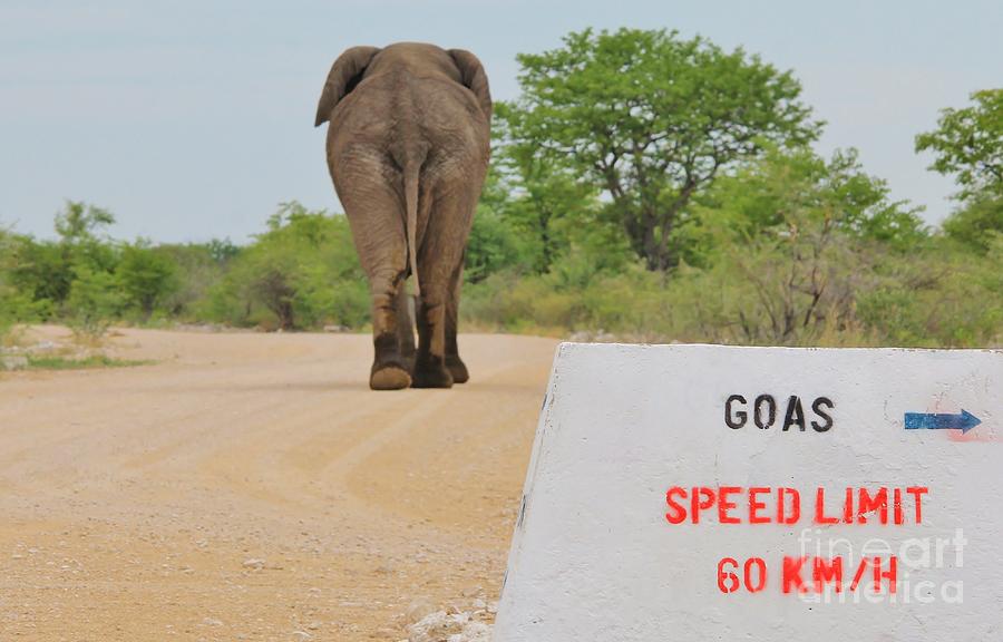 Elephant Walk - Tourists Go Slow Photograph