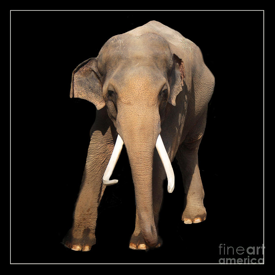 Elephant Walk Photograph by Cheryl Del Toro