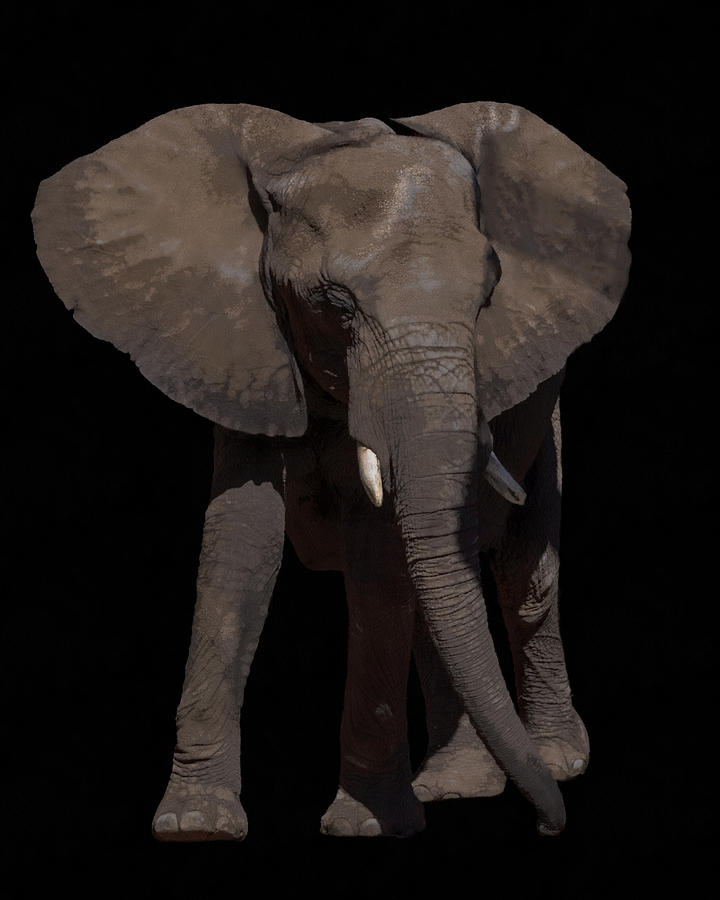 Elephant Walk Digital Art by Ernest Echols