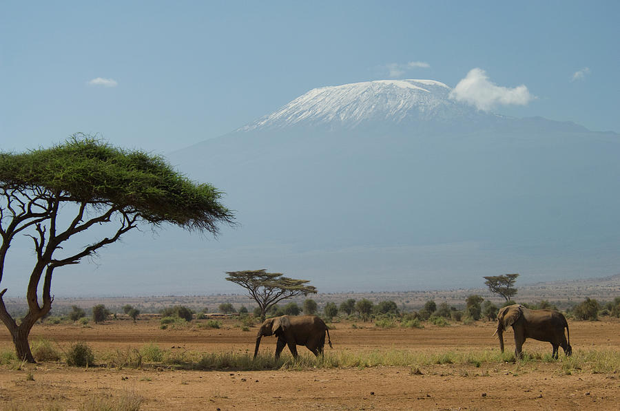 Elephant Walking In Plains With Mt Photograph By Animal Images - Fine 