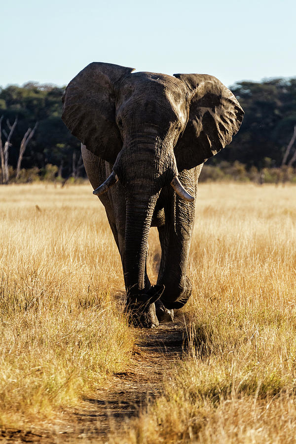 Elephant Walking On Trail Photograph by Pixelchrome Inc