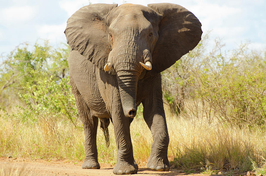 Elephant Walking - South Africa Photograph by Birdimages