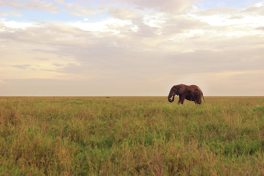 Elephant Walking Through Serengeti Photograph by Volanthevist Elephant Walking Through Serengeti Photograph by Volanthevist
