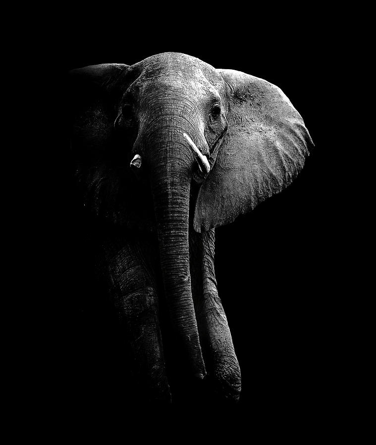 Elephant! Photograph by Wildphotoart