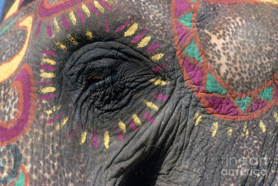 Elephant with colorful paints in India Photograph by George Holton