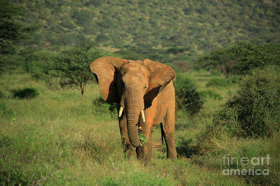 Elephant with ears flapping Photograph by Deborah Benbrook - Pixels