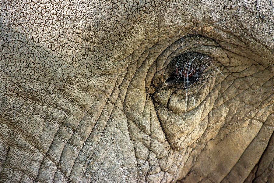 Elephant With Wrinkled Skin Photograph by Leonardo Mercon, Vw Pics