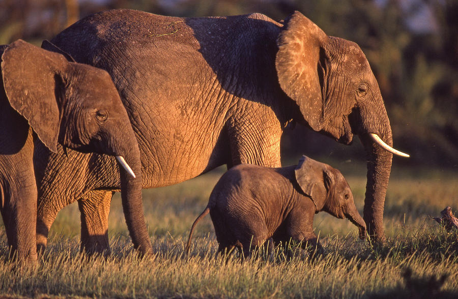 Elephant with young graze in Amboseli National Game Reserve Kenya Photograph by Blair Seitz