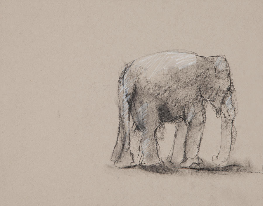 Elephant Charcoal Study #1 Drawing by Greg Kopriva
