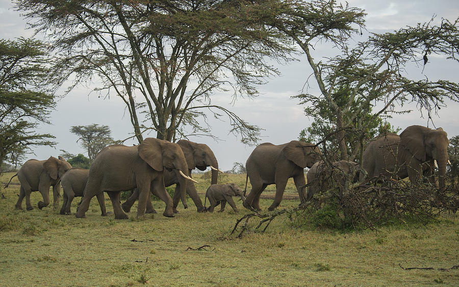 Elephants #2 Photograph by Wade Aiken