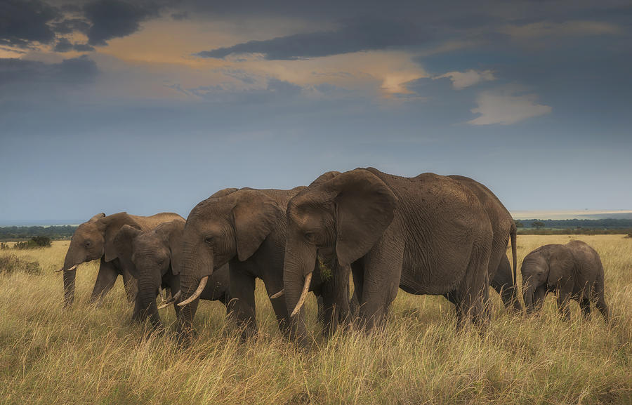 Elephants #3 Photograph by Wade Aiken