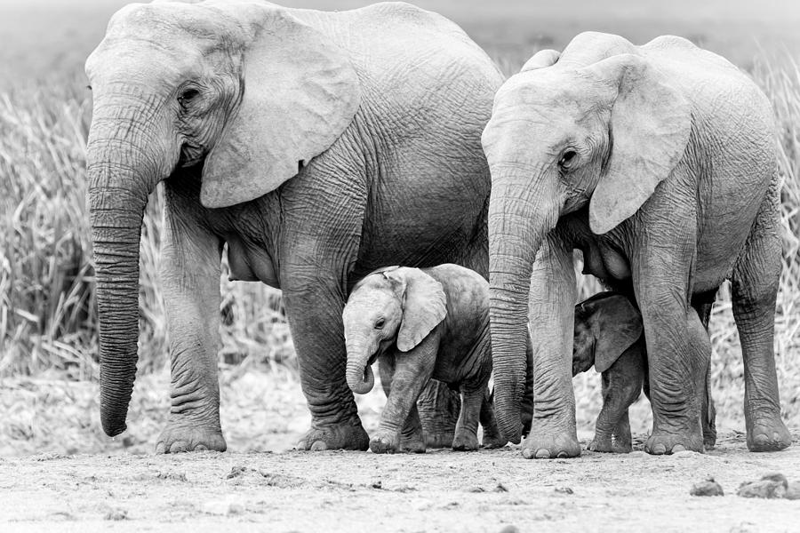 Elephant Photograph - Elephants Abreast by JP Du Plessis