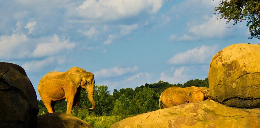 Elephants Among the Rocks. Photograph by Jonny D