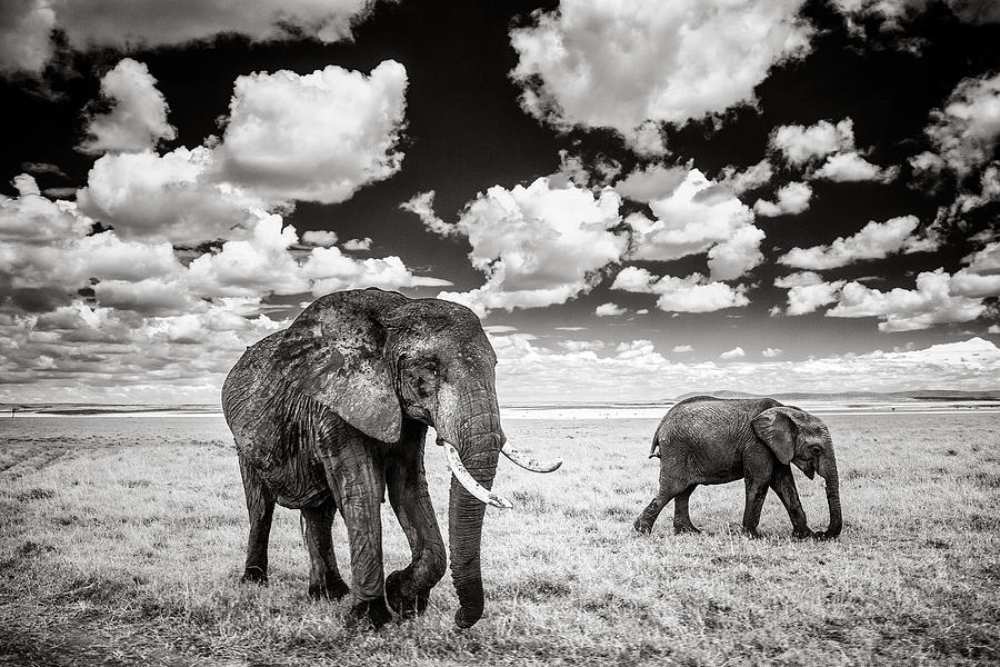 Black And White Photograph - Elephants and Clouds by Mike Gaudaur