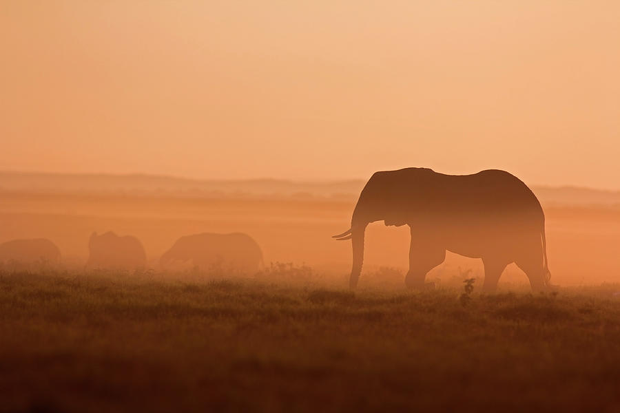 Elephants At Dawn Photograph by Wldavies