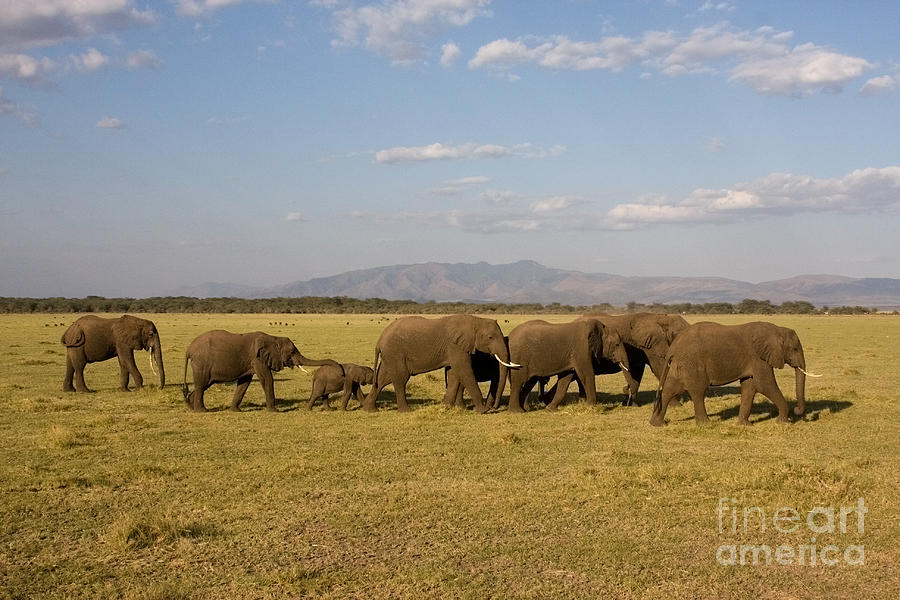 Elephants at Lake Manyara Photograph by Chris Scroggins