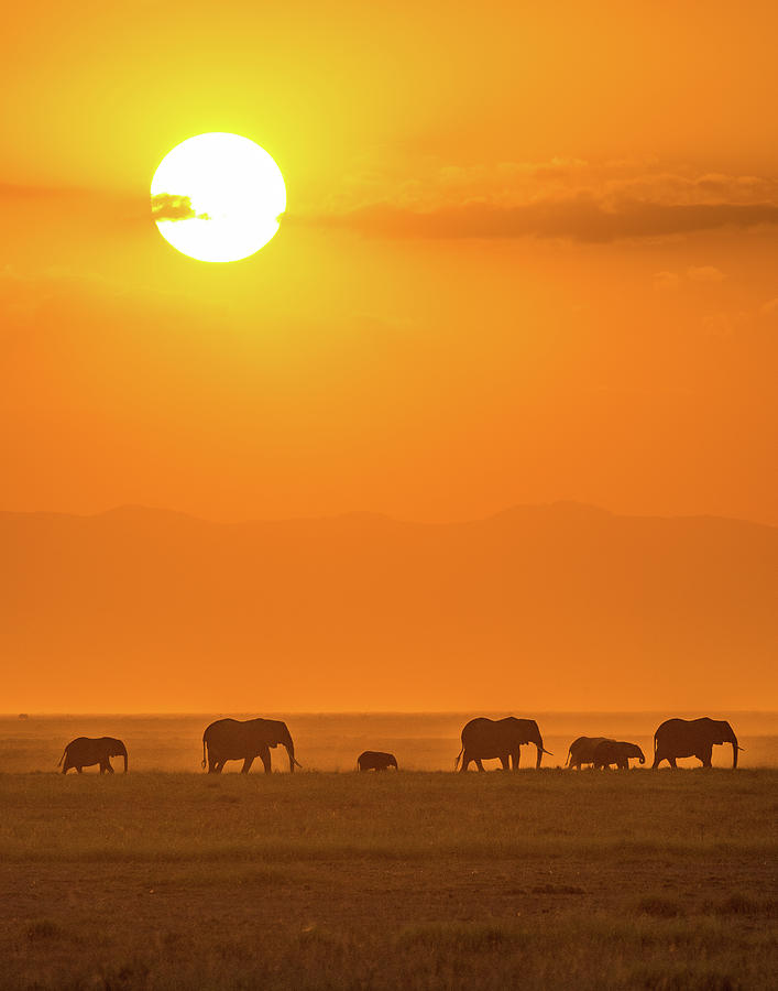 Wildlife Photograph - Elephants At Sunset by Ted Taylor