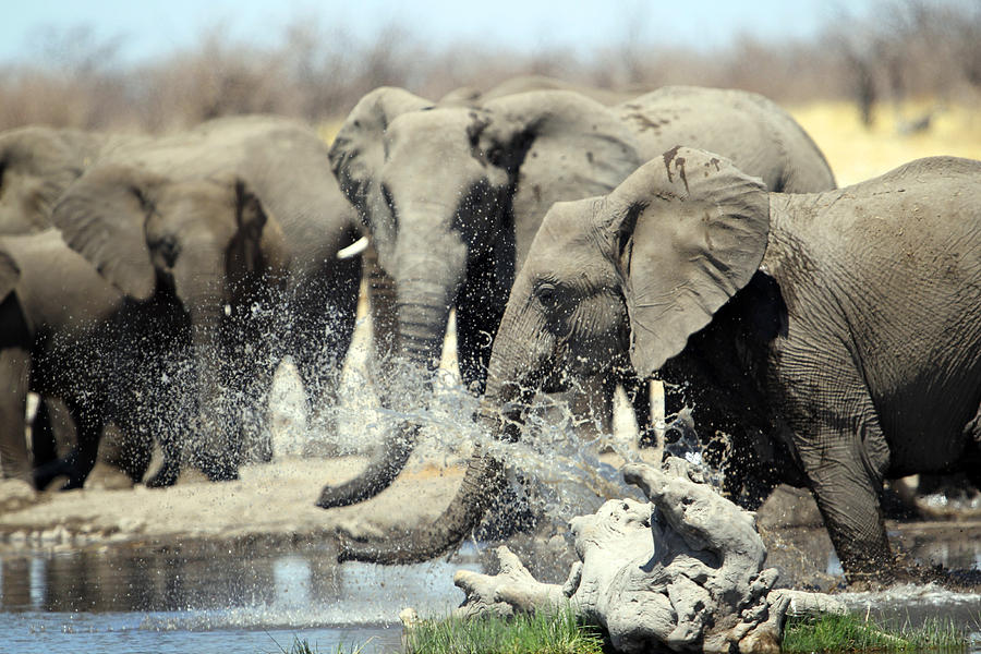 Elephants Bath Photograph by Gordon Donovan
