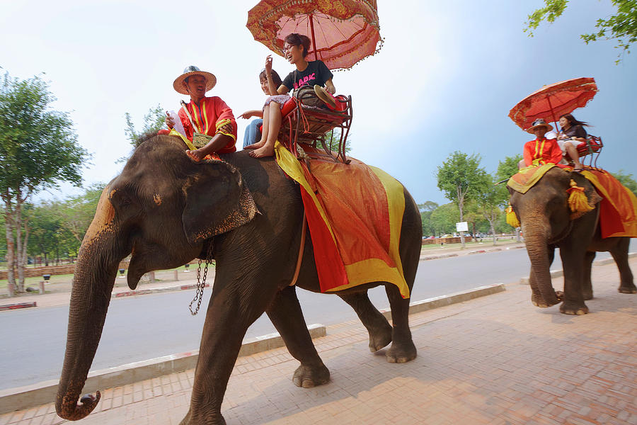 Elephants Carrying Tourists Around Photograph by Peter Unger