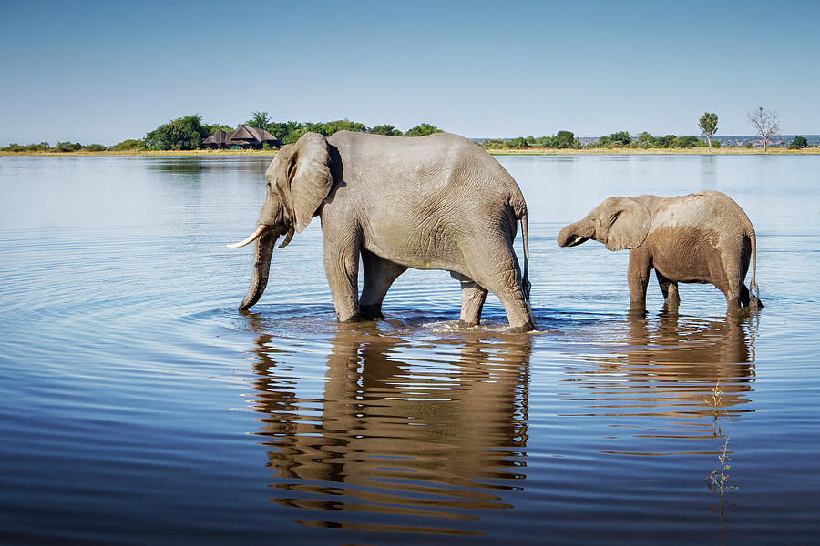 Elephants, Chobe National Park, Botswana Photograph by Simon Phelps Photography