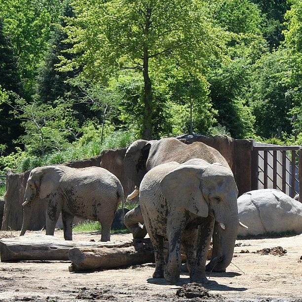 Elephant Photograph - #elephants #cleveland #ohio #zoo by Pete Michaud