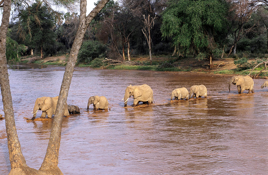 Elephants Crossing River Photograph by Mary Beth Angelo