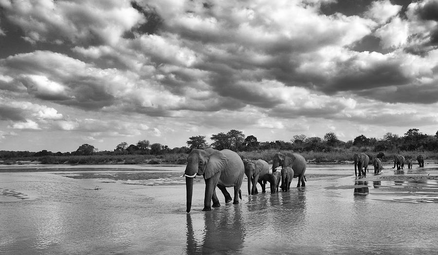 Elephants Crossing the Sand River Photograph by Max Waugh