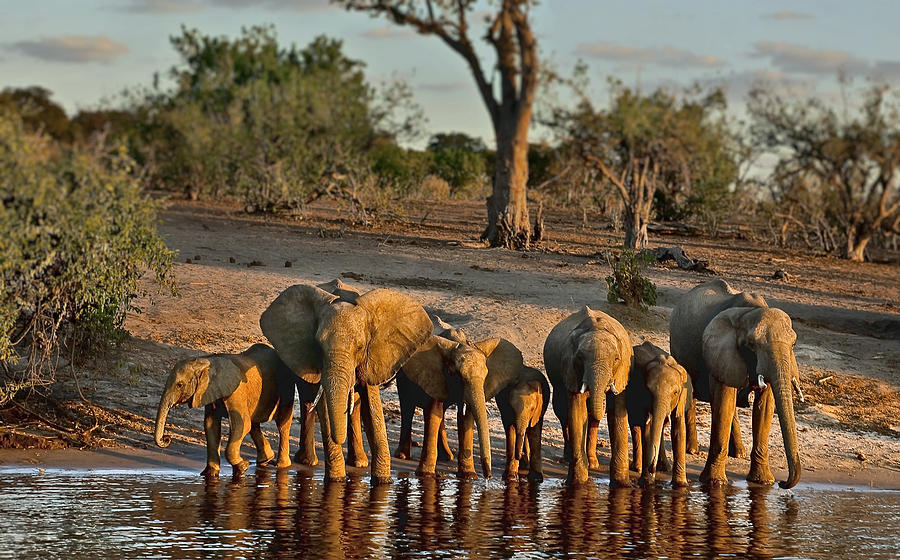 Elephants drinkg on Chobe River, late afternoon Photograph by Williececogo