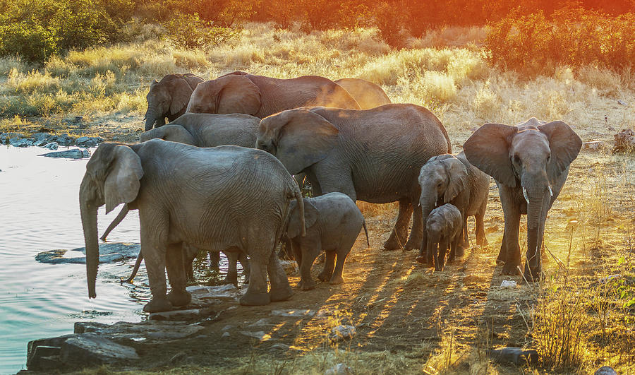 Elephants Drinking At A Pond Photograph by Buena Vista Images