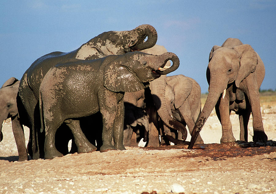 Elephants Drinking Photograph by Tony Camacho/science Photo Library
