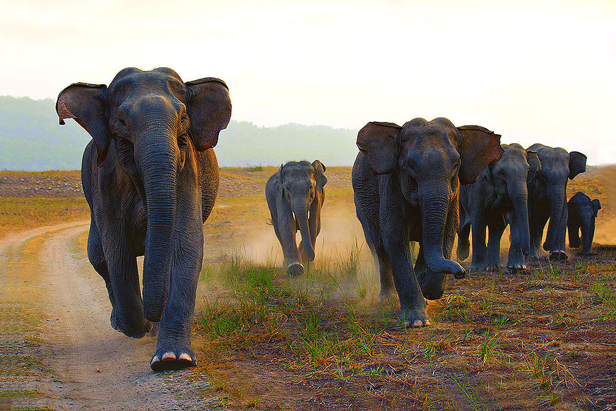 Elephants Photograph by eROMAZe