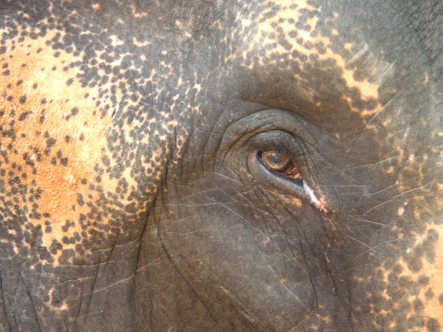 Elephant Photograph - Elephants Eye by Doveen Schecter
