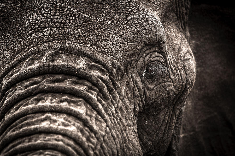 Wildlife Photograph - Elephants Eye by Tim Booth